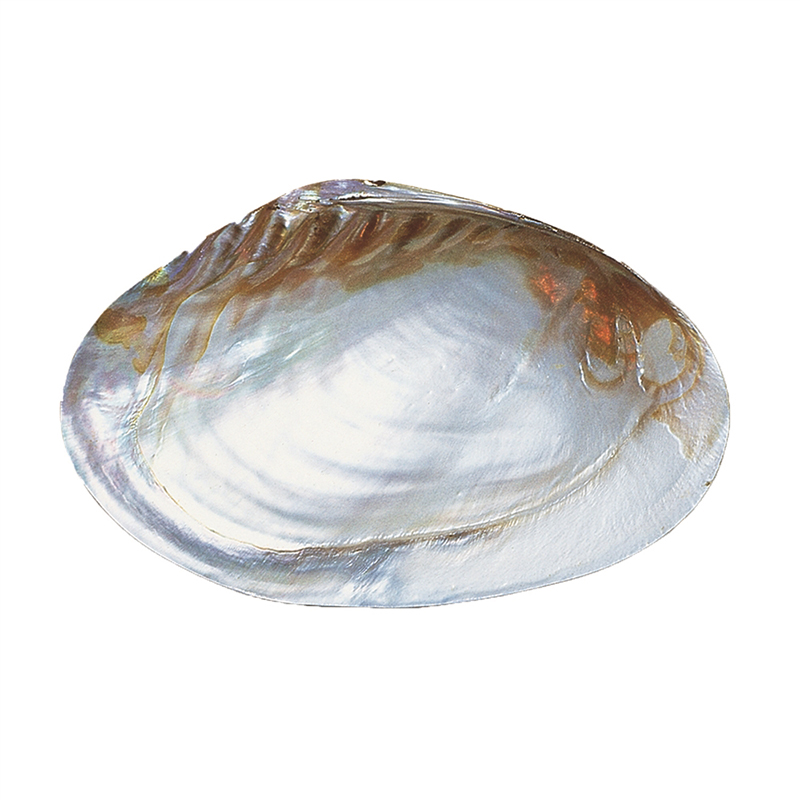 Perlmutt-Schale (Bali Barong) Perlmutt-Schale (Bali Barong)